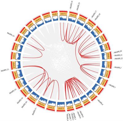 Characterization of Squamosa-Promoter Binding Protein-Box Family Genes Reveals the Critical Role of MsSPL20 in Alfalfa Flowering Time Regulation
